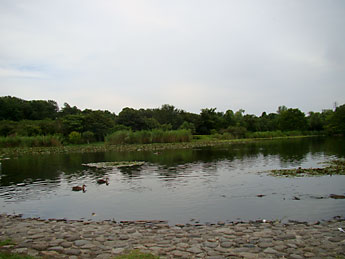見沼自然公園の池