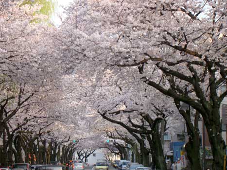 東京北社会保険病院通りの桜