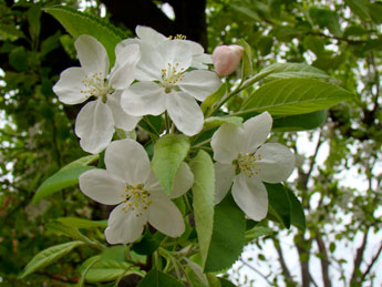 姫リンゴ花