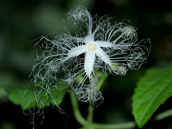 カラスウリの花