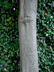 シリブカガシの木肌 