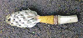 タイサンボクの実