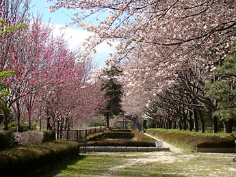 南堀の桜