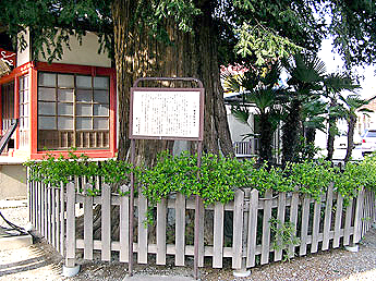 市指定文化財・カヤの木