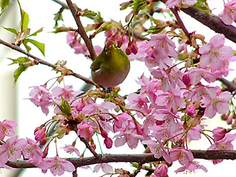 河津桜とメジロ