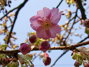 河津桜の開花