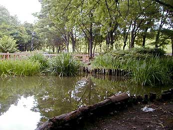 水性植物園・池