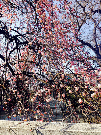 氷川神社の枝垂れ桜
