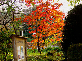 入口の紅葉